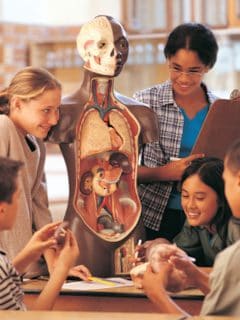 Anatomía