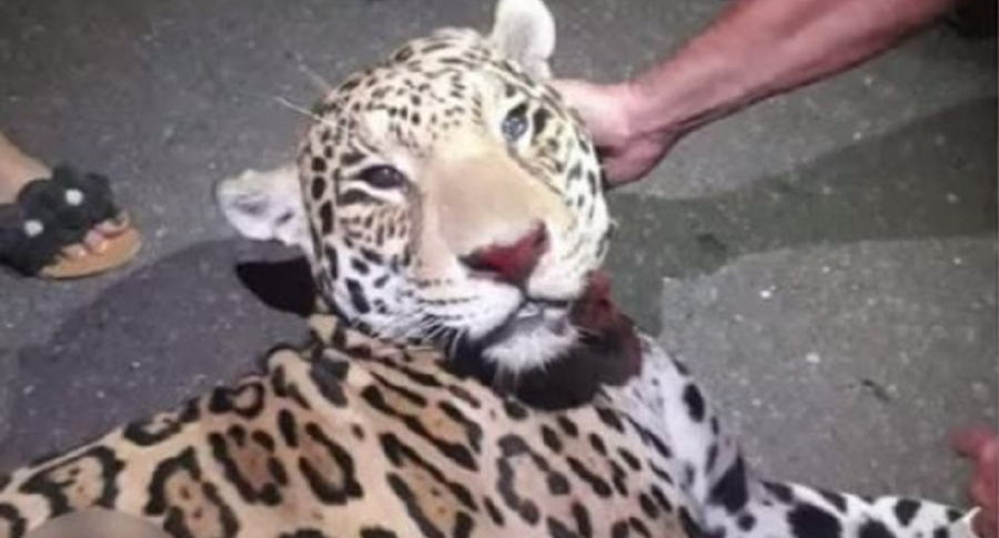 Imagen de un jaguar muerto