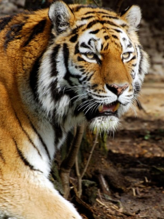 Tigre.