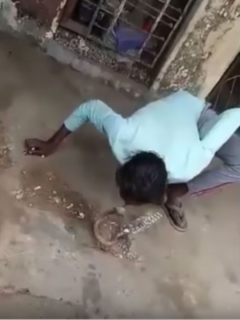 Hombre besa a cobra.