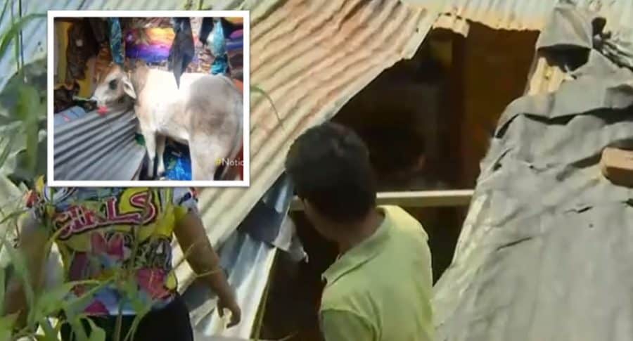 Toro cayó sobre techo de una casa en Bucaramanga