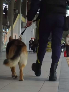 Perro anticolados