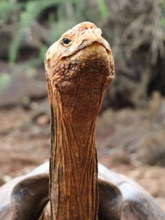 Tortuga 'Diego'.