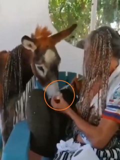 Denuncian maltrato animal