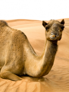 Camello