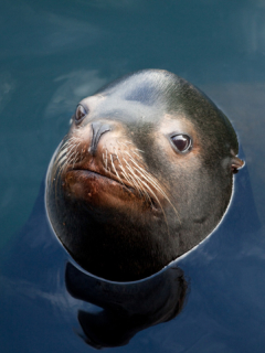Foca