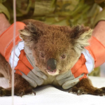 Koala herido en incendio.