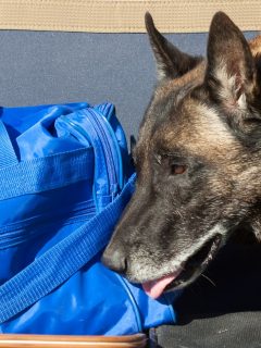 Perro antidrogas