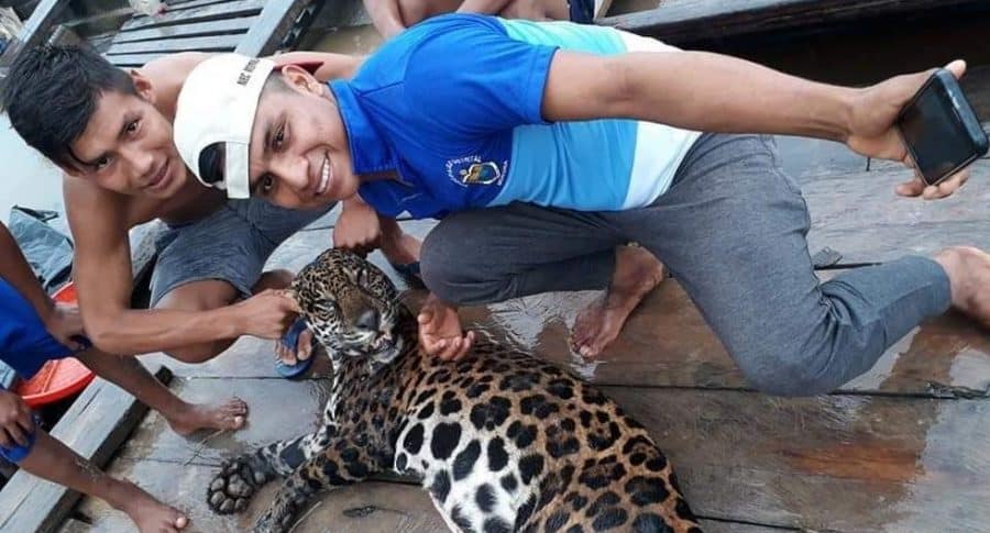 Matan a felino en Iquitos (Perú)
