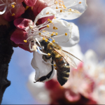 Abeja