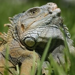Iguana
