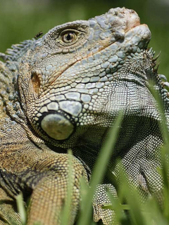 Iguana