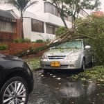 Arbol caído sobre carro