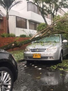 Arbol caído sobre carro