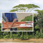Amazonas.