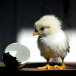 Pollito