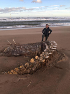 Enorme esqueleto hallado en Escocia.