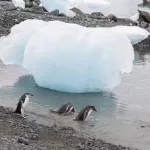 Pingüinos en la Antártida