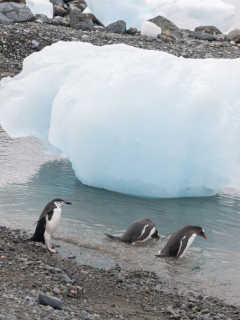 Pingüinos en la Antártida