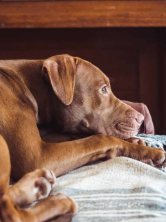 Perro