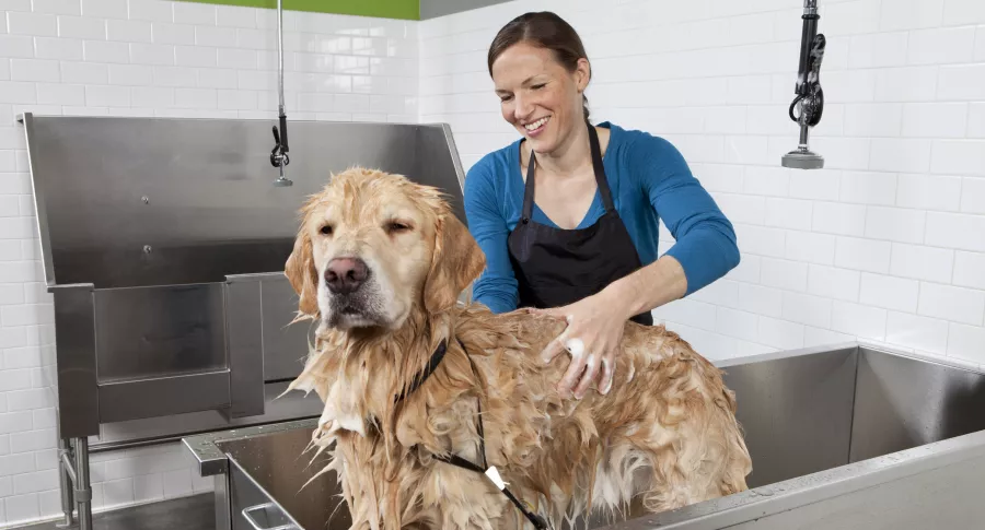 Mujer bañando perro