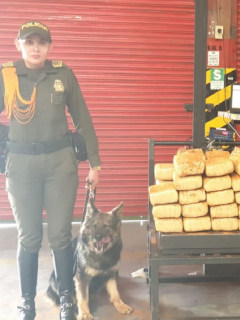 Marihuana incautada en El Dorado