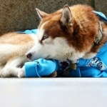 Perro Husky