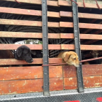 Perros transportados en camiones en Usme, Bogotá