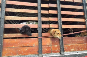 Perros transportados en camiones en Usme, Bogotá
