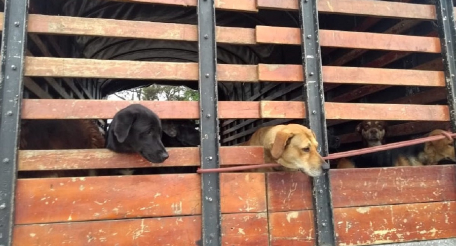 Perros transportados en camiones en Usme, Bogotá