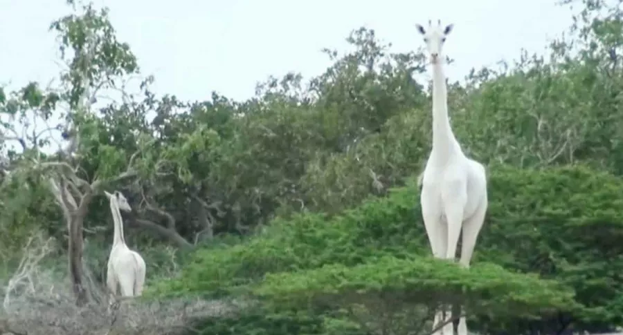 Matan a última jirafa blanco en el mundo