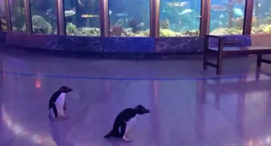 Pingüinos recorren acuario.