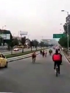 Imagen de los caballos sueltos en Bogotá