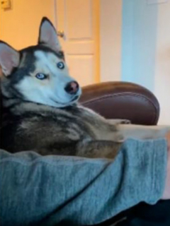 Perro lobo