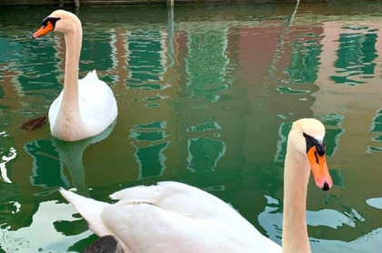 Cisnes en Venecia (Italia)