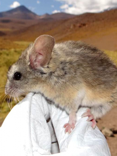 Ratón