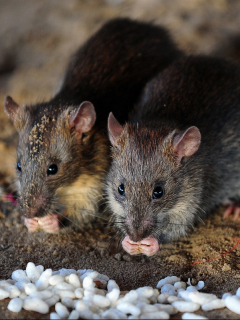 Ratas