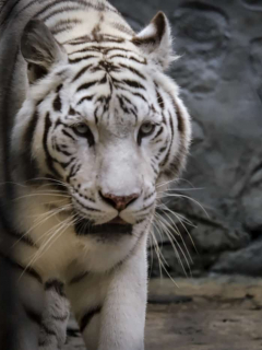 Zoológico de Santacruz, tigre de bengala
