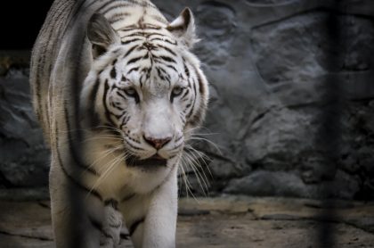 Zoológico de Santacruz, tigre de bengala
