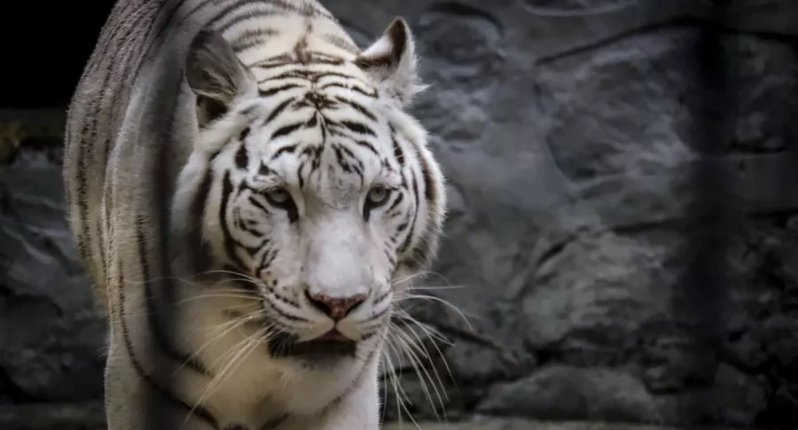 Zoológico de Santacruz, tigre de bengala