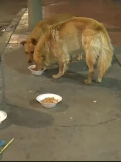 Mascotas son abandonadas por COVID-19