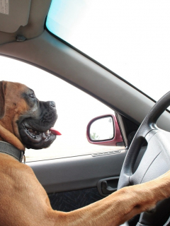 Perro al volante