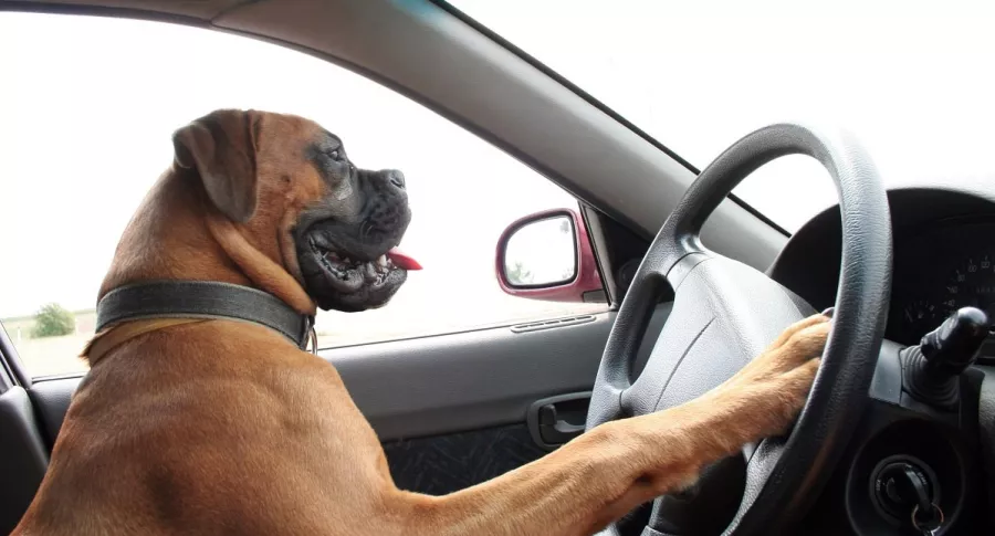Perro al volante