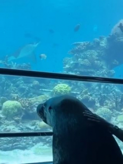 lobo marino en acuario vacío