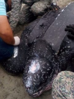 Tortuga llegó a las playas de Córdoba