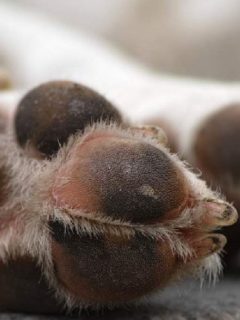 Matan perro en Villa de Leyva y dueño culpa a exmagistrado