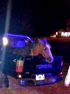 Hombre con caballo en camioneta.
