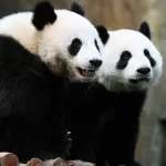 Pandas gigantes que se aparearon gracias a la pandemia