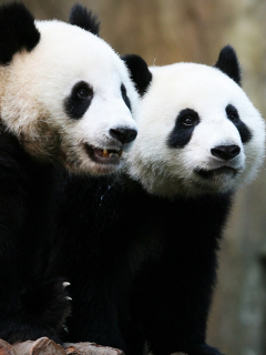 Pandas gigantes que se aparearon gracias a la pandemia