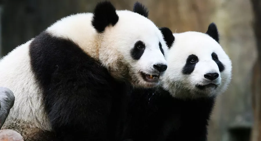 Pandas gigantes que se aparearon gracias a la pandemia